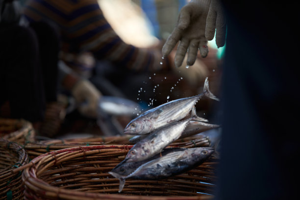 鱼市上一桶桶新鲜的沙丁鱼图片下载