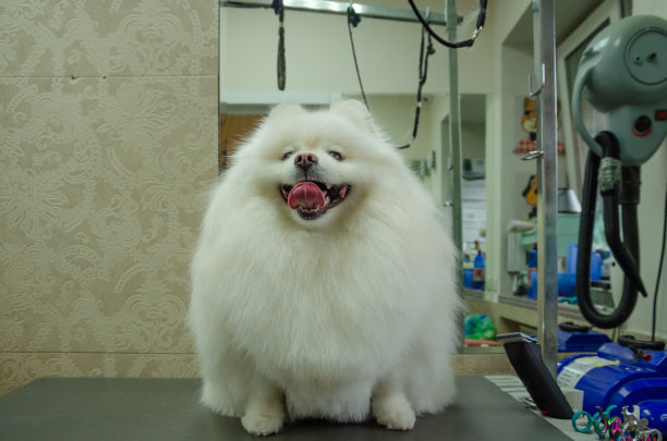 洗后的白色大绒毛图片下载