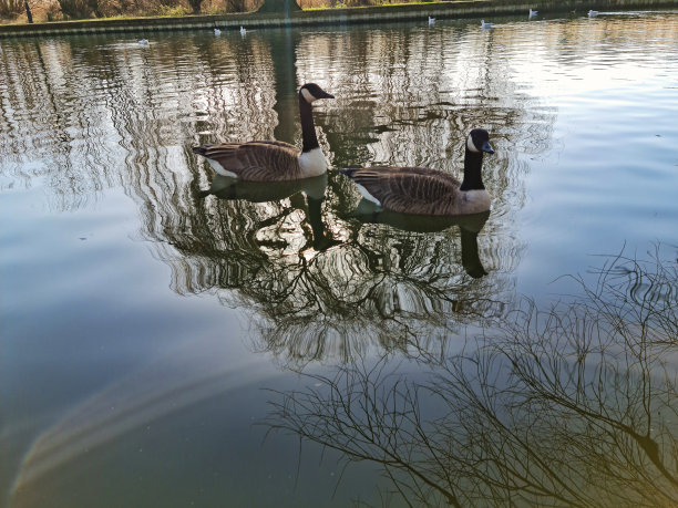 可爱的水鸟在湖图片下载