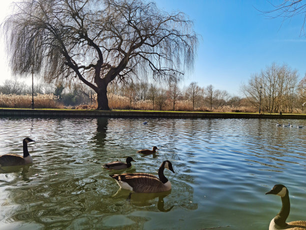 可爱的水鸟在湖图片下载