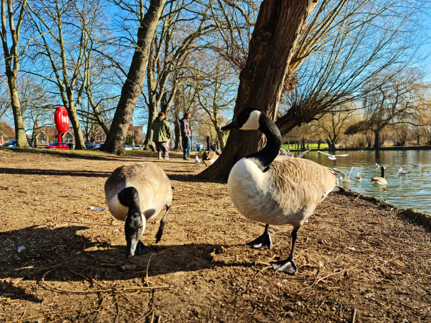 可爱的水鸟在湖图片下载