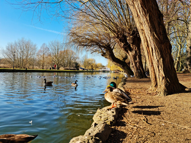 可爱的水鸟在湖图片下载