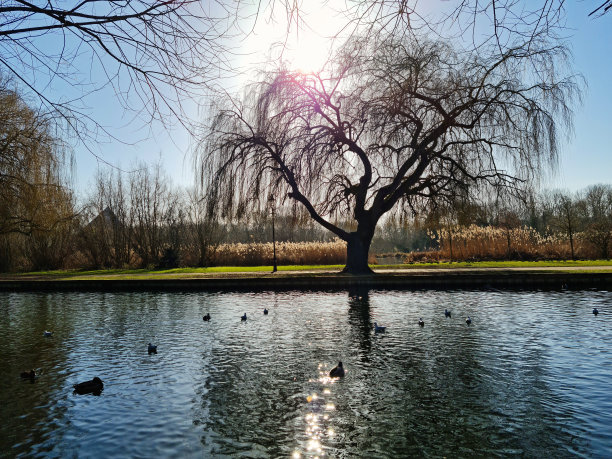 可爱的水鸟在湖图片下载