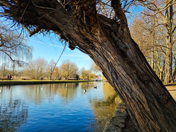 可爱的水鸟在湖图片下载