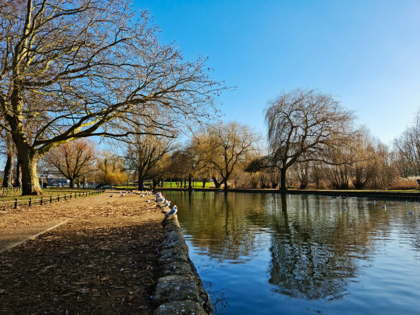 可爱的水鸟在湖图片下载