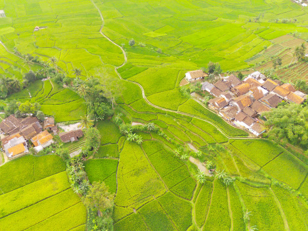 稻田和居民区的景观图图片下载
