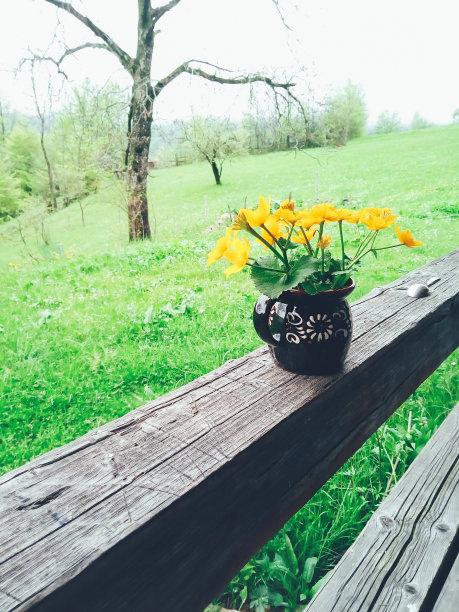 春天在花瓶里种上黄花图片下载