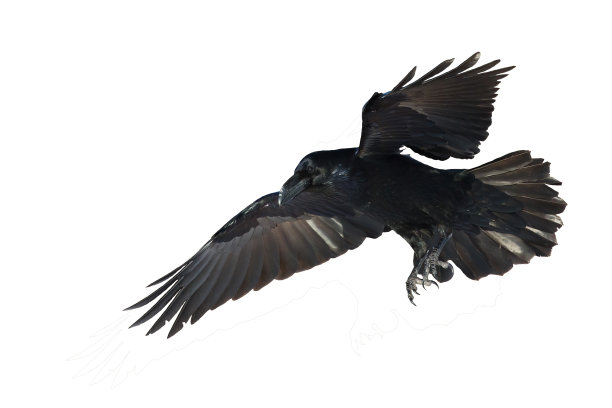 鸟类飞行乌鸦孤立在白色背景乌鸦。万圣节图片下载