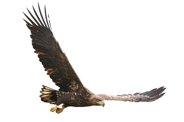 雄伟的掠食者白尾鹰，在波兰野生自然-孤立在白色背景-飞行的鸟图片下载
