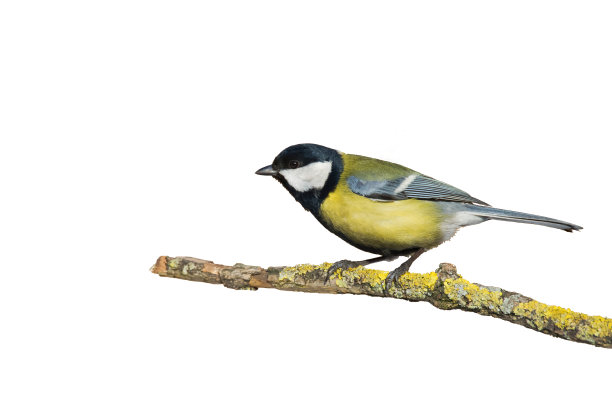 彩色的大山雀栖息在树上，鸟孤立在白色背景上图片下载