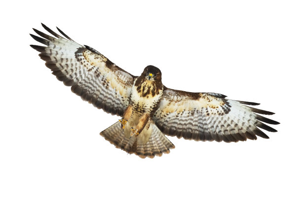 猛禽常见的秃鹰布特奥布特奥孤立在白色背景图片下载