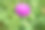 背景草地上生长着美丽的花根牛蒡蓟图片下载