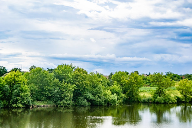美丽的草沼泽芦苇生长在岸边水库在农村图片下载
