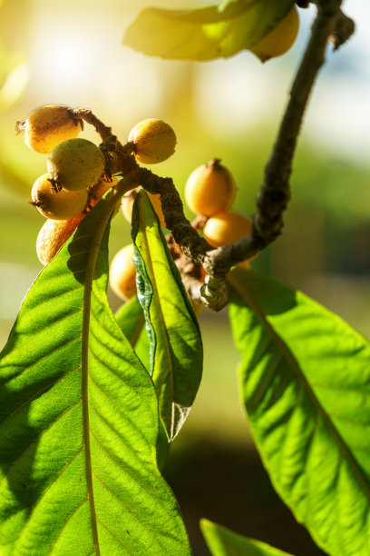 有详细的叶子和果实的枇杷树图片下载