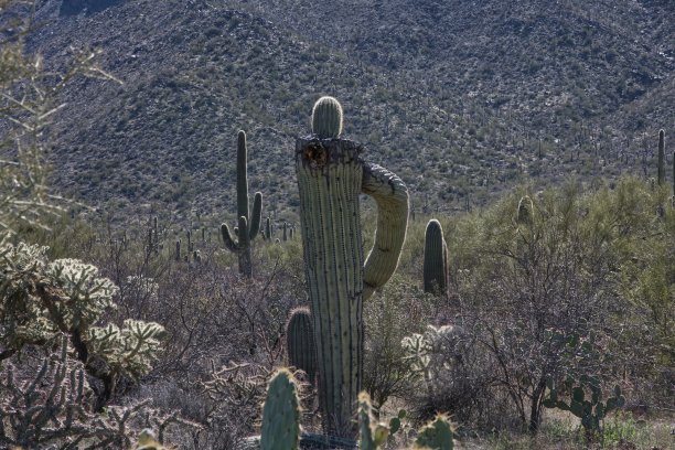 野外开花植物特写图片下载