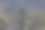 野外开花植物特写图片下载