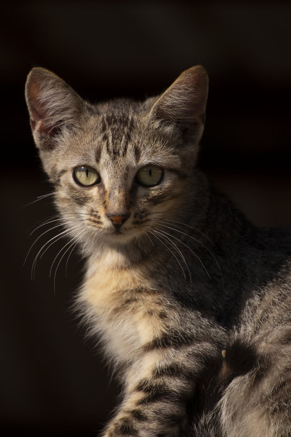 小流浪猫在墙上休息，晒日光浴图片下载