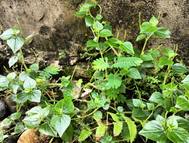 野草的野生植物图片下载