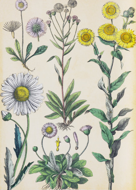 植物花卉图案。有机植物收藏。复古风格的植物。手绘复古植物插图。植物手绘插图。欧洲的植物。自然的壁纸。野生植物收藏。紫菀，菊花，樱草，菊花。图片下载