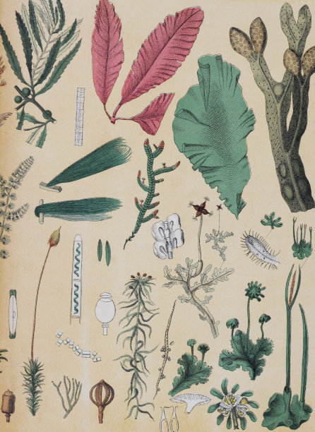 植物花卉图案。有机植物收藏。复古风格的植物。手绘复古植物插图。植物手绘插图。欧洲的植物。自然的壁纸。野生植物收藏。苔藓集合。图片下载