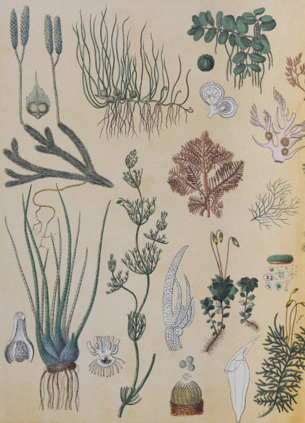 植物花卉图案：复古手绘植物素材，有机植物系列，自然风墙纸，野生植物和苔藓素材图片下载