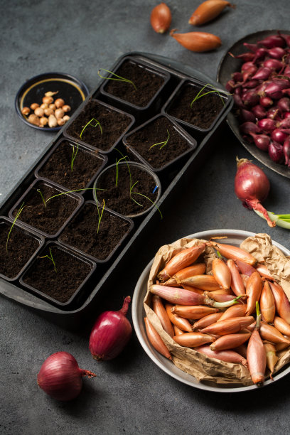 小洋葱和豆芽在锅里图片下载