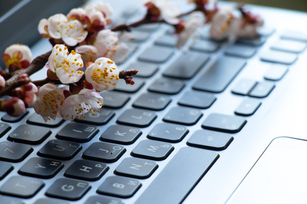 阳光下，一枝盛开的杏子枝放在笔记本电脑的键盘上图片下载