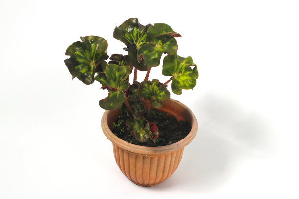 白色背景上的海棠室内植物图片下载