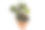 白色背景上的海棠室内植物图片下载