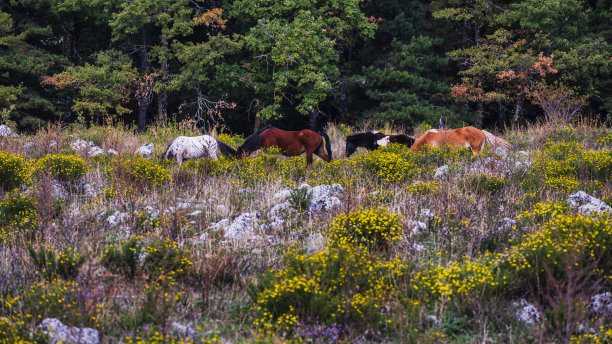 Volturino山，Val d'Agri, Basilicata的乡村景观图片下载