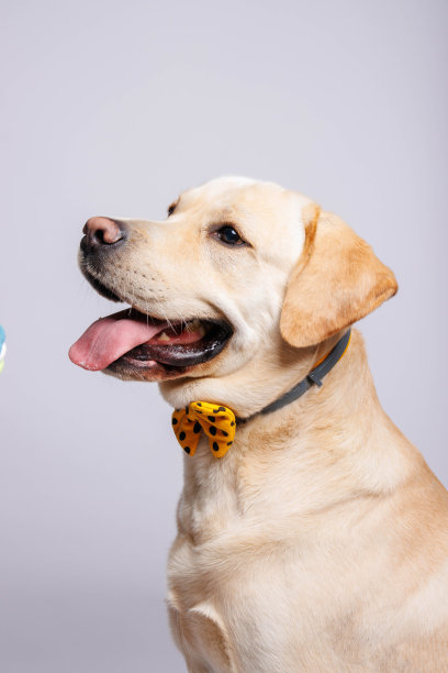 拉布拉多猎犬。影棚拍摄。图片下载