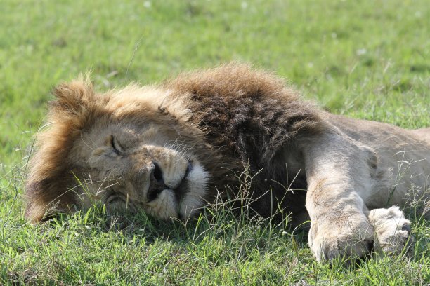 特写肖像的狮子与巨大的鬃毛睡在绿色的草地图片下载