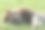 特写肖像的狮子与巨大的鬃毛睡在绿色的草地图片下载