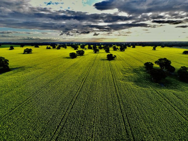 油菜作物图片下载
