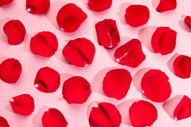 粉红色背景上的红色花瓣图片下载