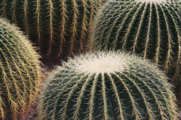 金桶仙人掌是当代流行的观赏植物图片下载