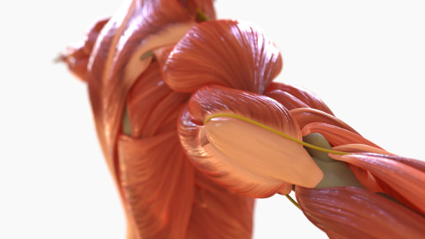 人体肌肉解剖用于医学概念3D渲染图片下载