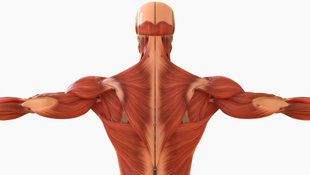 人体肌肉解剖用于医学概念3D渲染图片下载