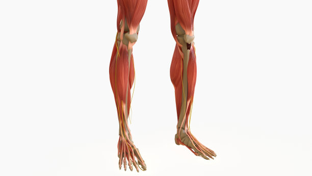 人体肌肉解剖用于医学概念3D渲染图片下载
