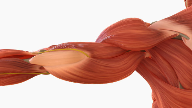 人体肌肉解剖用于医学概念3D渲染图片下载