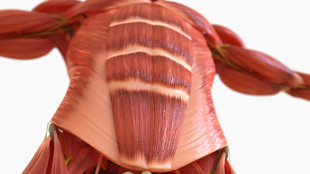 人体肌肉解剖用于医学概念3D渲染图片下载