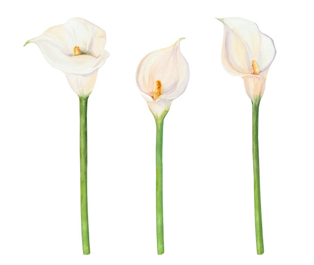 水彩白色婚礼花马蹄莲DIY个人元素。图片下载