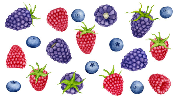 一套水彩野生浆果。蓝莓，黑莓，覆盆子。包装、标志、卡片等设计元素图片下载