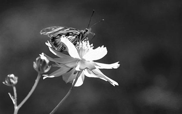 花-蝴蝶-花园-自然-野生动物-黑色和白色图片下载