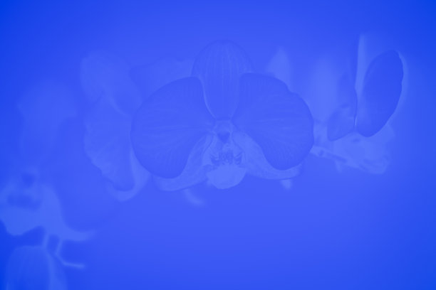 蓝色柔和的背景与兰花花卉图案图片下载