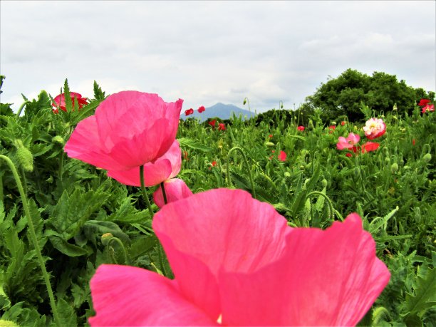 日本。五月罂粟花。的印象。图片下载