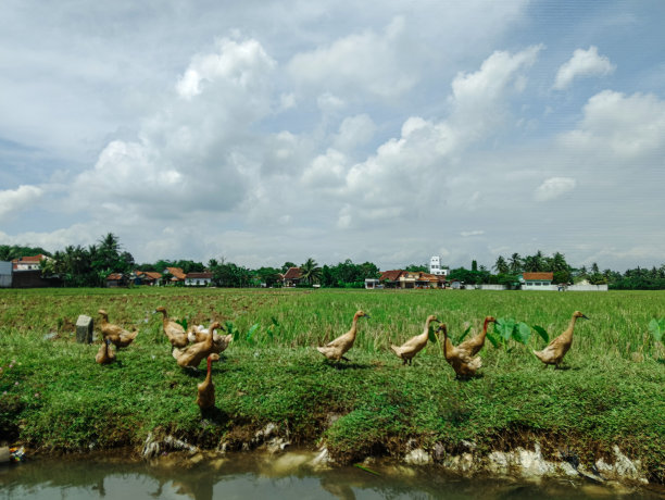 一群鸭子图片下载
