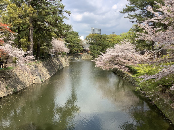 冈崎公园附近的欧江景，樱花盛开图片下载