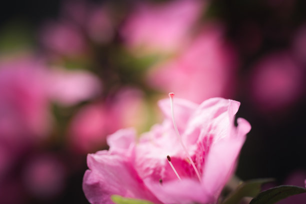 杜鹃花图片下载