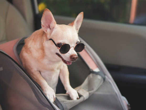 棕色短发吉娃娃狗戴着太阳镜站在宠物背包，打开车窗在汽车座椅。安全旅行与宠物的概念。图片下载